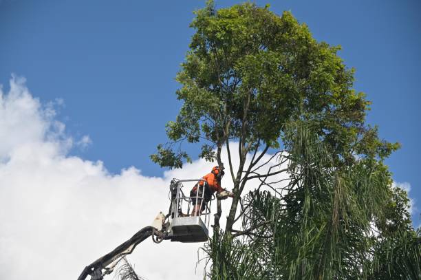 Best Utility Line Clearance  in Ocean City, NJ