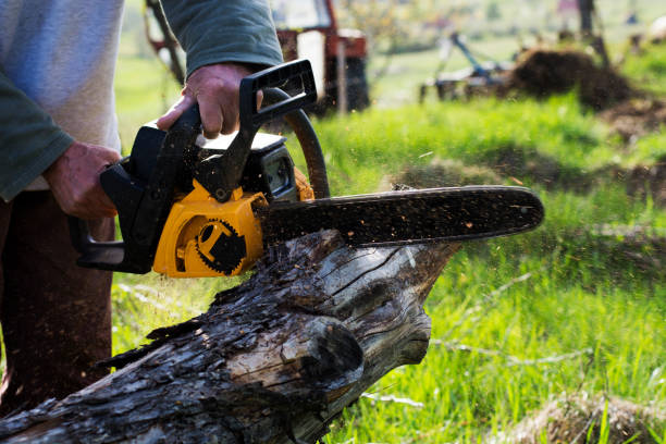 How Our Tree Care Process Works  in  Ocean City, NJ